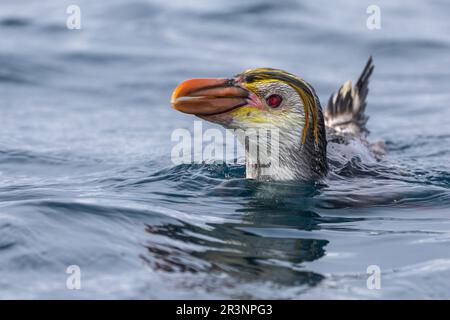 Schwimmen mit königlichen Pinguinen im südlichen Ozean vor Sandy Bay, Macquarie Island, Australien Stockfoto