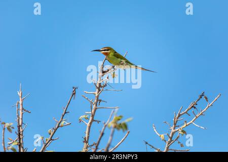 Bienenfresser aus Madagaskar (Merops superciliosus), Anakao Madagaskar Stockfoto