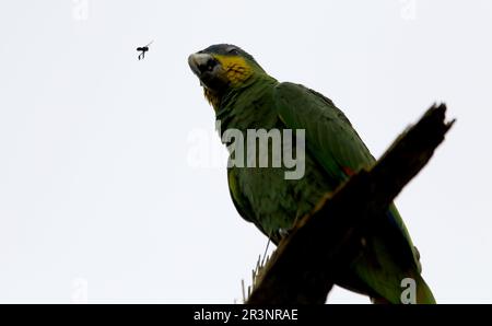22. Mai 2023: 22. Mai 2023. Ein Papagei auf einem trockenen Ast beobachtet früh am Morgen ein Insekt in Valencia, im Staat Carabobo. Foto: Juan Carlos Hernandez (Kreditbild: © Juan Carlos Hernandez/ZUMA Press Wire) NUR REDAKTIONELLE VERWENDUNG! Nicht für den kommerziellen GEBRAUCH! Stockfoto