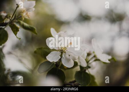 Schöne Blumen auf einem Ast eines Apfelbaums vor dem Hintergrund eines verschwommenen Gartens Stockfoto