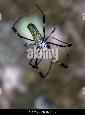 Weiblich vom golderseidenweber (Trichonephila clavipes, vormals Nephila clavipes) aus Corcovado NP, Osa Peninsula, Costa Rica. Stockfoto