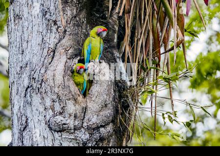 Zwei große Hühner des großen grünen Aras (Ara ambiguus) in ihrem Nistgraben an den Atlantikhängen, Costa Rica. Stockfoto