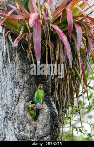 Zwei große Hühner des großen grünen Aras (Ara ambiguus) in ihrem Nistgraben an den Atlantikhängen, Costa Rica. Stockfoto