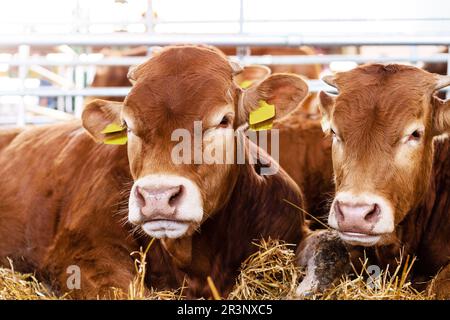 Jungrinder, die in der Nutztierhaltung reifen. Stockfoto
