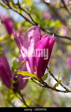 Im April blüht die Magnolie im Garten. Magnolia liliiflora ist ein kleiner Baum oder Sträucher, der in Deutschland heimisch ist. Stockfoto