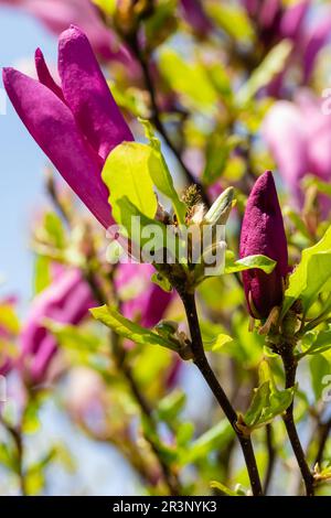 Im April blüht die Magnolie im Garten. Magnolia liliiflora ist ein kleiner Baum oder Sträucher, der in Deutschland heimisch ist. Stockfoto