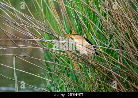 Gewöhnliche kleine Bitterkeit (Ixobrychus minutus/Ardea minuta) männlicher Erwachsener, im Frühling im Schilf-/Schilfbett im Sumpfgebiet gelegen Stockfoto