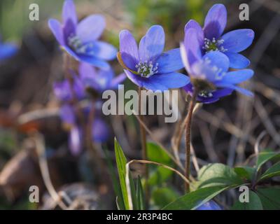 Blau-violette Wildblumen auf dem Feld -Hepatica (Leberblatt oder Leberwürze) Tubasalu Estland Stockfoto