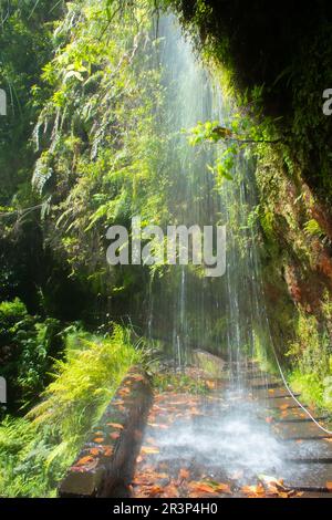 Wasserfall in der Nähe von Levada Rei und Ribeiro Bonito, Fußweg in Santana, Insel Madeira Stockfoto