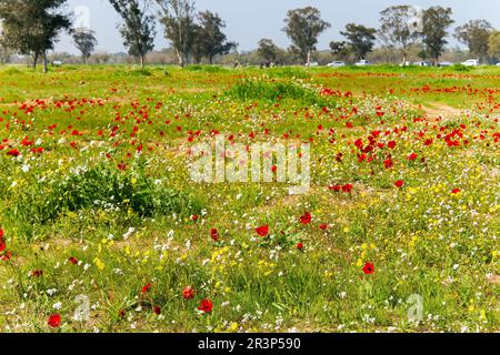 Rote Anemonen im Gras Stockfoto