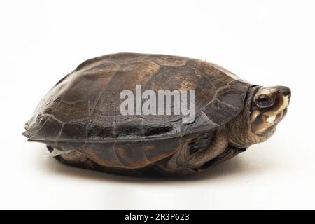 Schwarze Sumpfschildkröte Siebenrockiella crassicollis Malayan Schneckenfressende Schildkröte, schwarze lächelnde Terrapin Schildkröte isoliert auf weißem Hintergrund Stockfoto