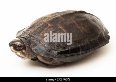 Schwarze Sumpfschildkröte Siebenrockiella crassicollis Malayan Schneckenfressende Schildkröte, schwarze lächelnde Terrapin Schildkröte isoliert auf weißem Hintergrund Stockfoto