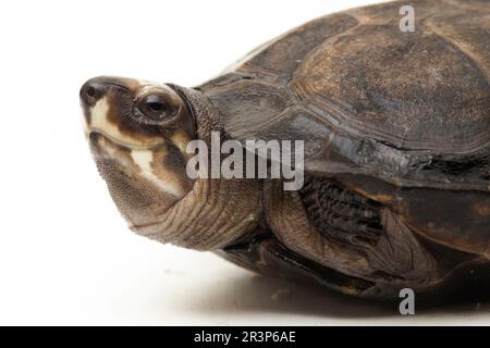 Schwarze Sumpfschildkröte Siebenrockiella crassicollis Malayan Schneckenfressende Schildkröte, schwarze lächelnde Terrapin Schildkröte isoliert auf weißem Hintergrund Stockfoto