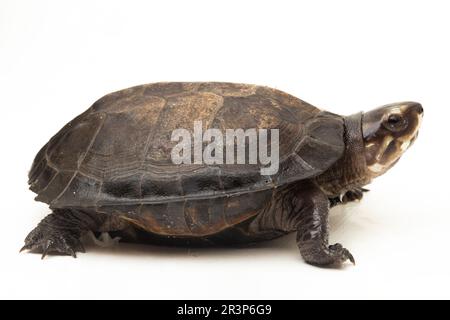 Schwarze Sumpfschildkröte Siebenrockiella crassicollis Malayan Schneckenfressende Schildkröte, schwarze lächelnde Terrapin Schildkröte isoliert auf weißem Hintergrund Stockfoto