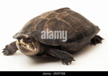 Schwarze Sumpfschildkröte Siebenrockiella crassicollis Malayan Schneckenfressende Schildkröte, schwarze lächelnde Terrapin Schildkröte isoliert auf weißem Hintergrund Stockfoto