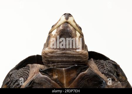 Schwarze Sumpfschildkröte Siebenrockiella crassicollis Malayan Schneckenfressende Schildkröte, schwarze lächelnde Terrapin Schildkröte isoliert auf weißem Hintergrund Stockfoto