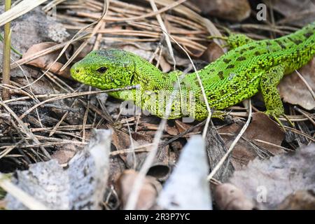 Eine bewegliche Eidechse in freier Wildbahn. Eine grüne Eidechse auf einem Hintergrund mit trockenen Stämmen und Blättern. Stockfoto