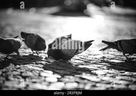 Tauben essen Sonnenblumenkerne auf der Straße in Prag bei Sonnenuntergang. Stockfoto
