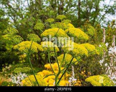 Gelbe Umbelliferblüten des unparfümierten, harten, riesigen Fenchels, Ferula communis Stockfoto