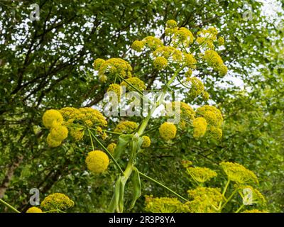 Gelbe Umbelliferblüten des unparfümierten, harten, riesigen Fenchels, Ferula communis Stockfoto