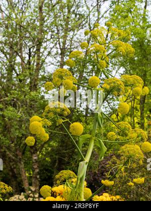 Gelbe Umbelliferblüten des unparfümierten, harten, riesigen Fenchels, Ferula communis Stockfoto