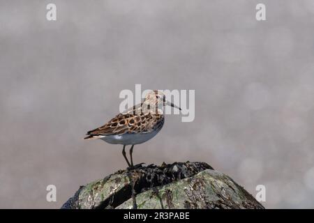 Am wenigsten Sandpiper auf einem Felsen Stockfoto