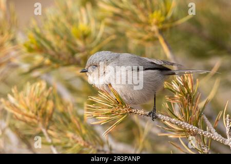 Buschtit auf einer Kiefer Stockfoto