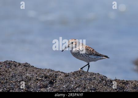 Dunlin an einem felsigen Ufer Stockfoto