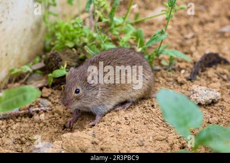 Die gemeine Wühlmaus (Microtus arvalis) in einem natürlichen Lebensraum Stockfoto