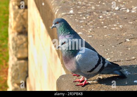 Zwei Tauben an einer Betonwand. Tauben an der alten gotischen Wand, Foto mit geringer Schärfentiefe. Stockfoto