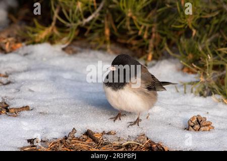 dunkeläugiger junco sitzt im Schnee Stockfoto