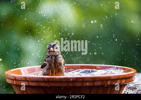 An einem heißen Sommertag kann man Spatzen im Haus baden und Wasser in einem Vogelbad spritzen. Stockfoto