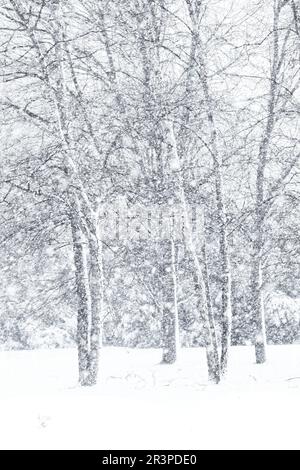 Flussbirken in einem Schneesturm an einem stürmischen Tag in Wisconsin Stockfoto