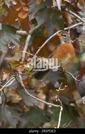 Robin saß im Frühling im roten Ahornbaum mit Samen Stockfoto