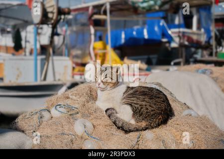Obdachlose Katze schläft in Fischernetzen vor dem Hintergrund des Yachthafens, selektiver Fokus. Stockfoto
