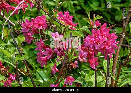 Java Red Weigela mit tiefroten Blütenknospen, die sich zu rosigen, trompetenförmigen Blumen öffnen. Stammt aus Nordchina, Korea und Japan. Stockfoto