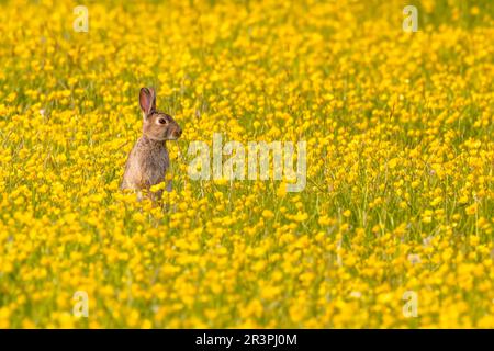 Junger Hase auf einem Feld mit gelben Butterblumen im Frühling. Oryctolagus cuniculus oder Leporidae Stockfoto