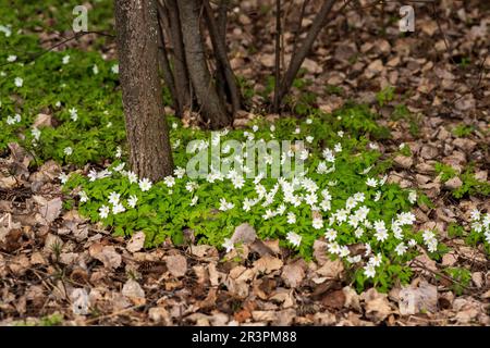 Die ersten Frühlingsblumen haben Anemonen unter dem trockenen Laub des Waldes gepflanzt Stockfoto