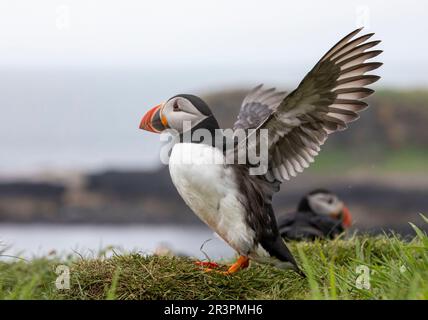 Pufffins, Insel Lunga, Schottland Stockfoto