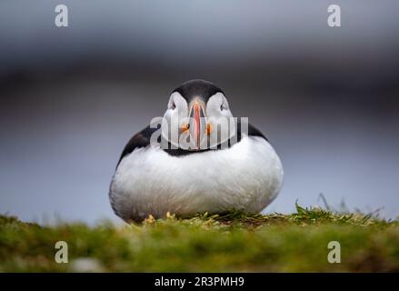 Pufffins, Insel Lunga, Schottland Stockfoto