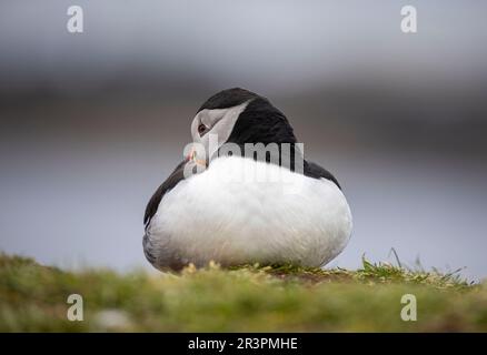 Pufffins, Insel Lunga, Schottland Stockfoto