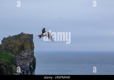 Pufffins, Insel Lunga, Schottland Stockfoto