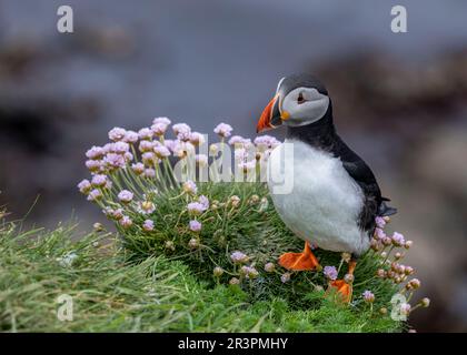 Pufffins, Insel Lunga, Schottland Stockfoto