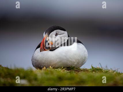 Pufffins, Insel Lunga, Schottland Stockfoto