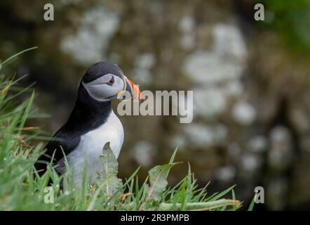 Pufffins, Insel Lunga, Schottland Stockfoto