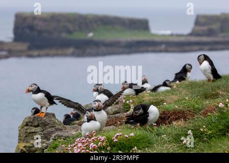 Pufffins, Insel Lunga, Schottland Stockfoto