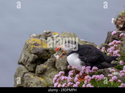 Pufffins, Insel Lunga, Schottland Stockfoto