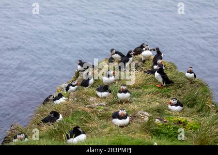 Pufffins, Insel Lunga, Schottland Stockfoto