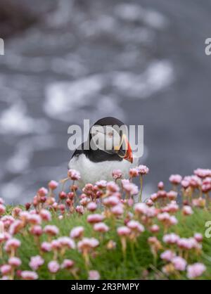 Pufffins, Insel Lunga, Schottland Stockfoto