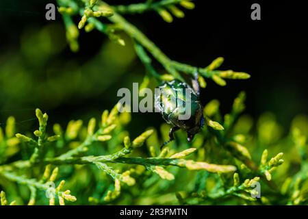 Makroaufnahme eines wunderschönen, metallischen, glänzenden Grün- und Kupferkäfers (Protaetia cuprea) auf grünem Blatt, umgeben von Vegetation im Frühling. Protaetia cupr Stockfoto